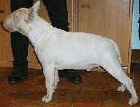 Étalon Bull Terrier - Virgo Des druides de bretagne