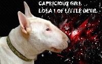 Étalon Bull Terrier - Capricious girl lola 1 of Little Devil