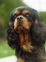 Étalon Cavalier King Charles Spaniel - Ultimate collection Of cuddly word's