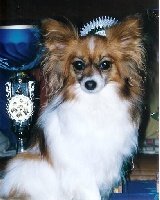 Étalon Epagneul nain Continental (Papillon) - CH. Pegala des lutins du clos des buddléias