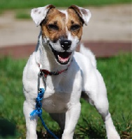 Étalon Jack Russell Terrier - Suzan's Pride Garbo dit: julie