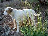 Étalon Jack Russell Terrier - Alice Des roches du mettey