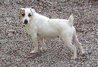 Étalon Jack Russell Terrier - Schichoune Des roches du mettey