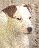 Étalon Jack Russell Terrier - Uitney Des halliers de la lierre