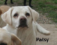 Étalon Labrador Retriever - Princess patsy (Sans Affixe)