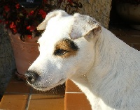 Étalon Parson Russell Terrier - toddspack Daffodil dite Buffy