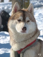 Étalon Siberian Husky - CH. Aîko Des garrigues du loup du canebas