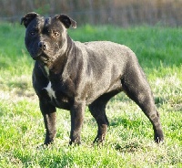 Étalon Staffordshire Bull Terrier - Cheyen De la vauxoise