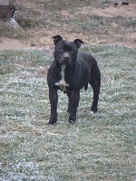 Étalon Staffordshire Bull Terrier - Rose marie De miss daisy