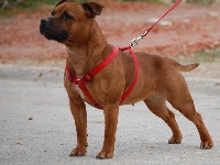 Étalon Staffordshire Bull Terrier - Kassie - red diamont vd of vonderhof