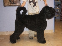 Étalon Terrier noir - Calinka de Koslova