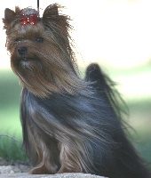 Étalon Yorkshire Terrier - CH. A crazy love du Gué de l'Adour