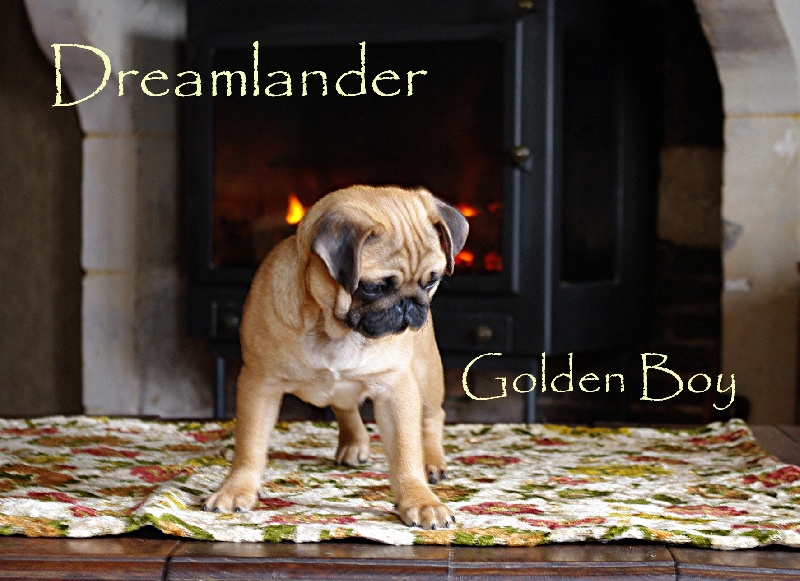 Dreamlander Dites the golden boy