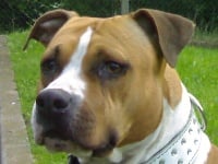 Étalon American Staffordshire Terrier - Arween of the upper staff kennel