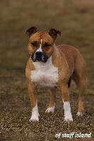 Étalon American Staffordshire Terrier - Axor des Chutes de Cernay
