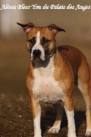 Étalon American Staffordshire Terrier - Altess bless you du Palais Des Anges