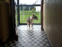 Étalon Bull Terrier - Garoun-dea Underground "Lilly"