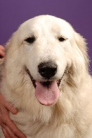 Étalon Chien de Montagne des Pyrenees - CH. Gallia du Val de Pyrène