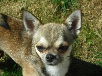 Étalon Chihuahua - Golden boy aux mini peluches