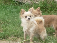 Étalon Chihuahua - Pépito de oro desierto del perro