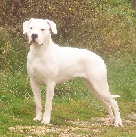 Étalon Dogo Argentino - Chayane beauty de la Madrugada Blanca