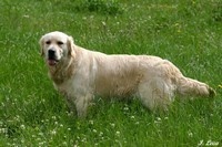 Étalon Golden Retriever - Bianca Du moulin pommier