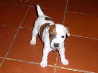 Étalon Jack Russell Terrier - Darling DE LA COURONNE DE FER