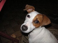Étalon Jack Russell Terrier - Angel aupaline jolie fleur