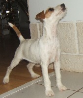Étalon Jack Russell Terrier - Celebrity brit of Puppydogs Tails