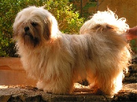 Étalon Lhassa Apso - Volpy de shah jahan