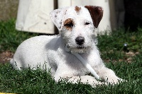 Étalon Parson Russell Terrier - Cappuccino De la forge saint eloi