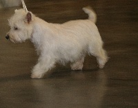 Étalon West Highland White Terrier - Cassiopée de la Robiniere