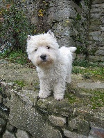Étalon West Highland White Terrier - Duras marguerite de Cosédia