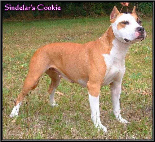 Sindelar's Cookie