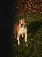 Étalon American Staffordshire Terrier - Revolte du Parc de Combreux