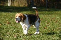Étalon Beagle - Bahia (Sans Affixe)