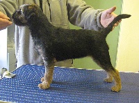 Étalon Border Terrier - toftahill Expecting to fly