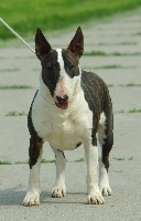 Étalon Bull Terrier - Norma jean From fighting angels