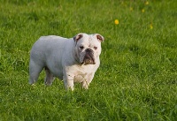 Étalon Bulldog Anglais - Dew drop  darling of Burly bulky bulls