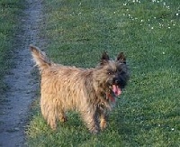 Étalon Cairn Terrier - Angie Ar Frankiz