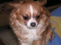 Étalon Chihuahua - Anggun (Sans Affixe)