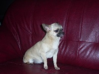 Étalon Chihuahua - Douce Brooklyn