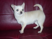 Étalon Chihuahua - Duchesse Brooklyn