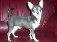 Étalon Chihuahua - Diamand bleu Brooklyn