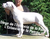 Étalon Dogo Argentino - Diego de l'estancia de la pampa