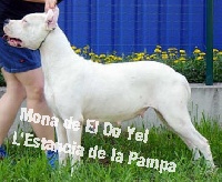 Étalon Dogo Argentino - Mona de el do yel