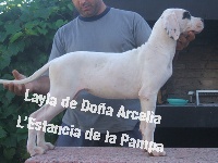 Étalon Dogo Argentino - Layla de dona arcelia