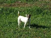 Étalon Jack Russell Terrier - Little Rainbow Beauty