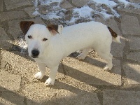 Étalon Jack Russell Terrier - Chanelle (Sans Affixe)