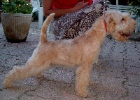 Étalon Lakeland Terrier - Caress de Vallauris des astucieux